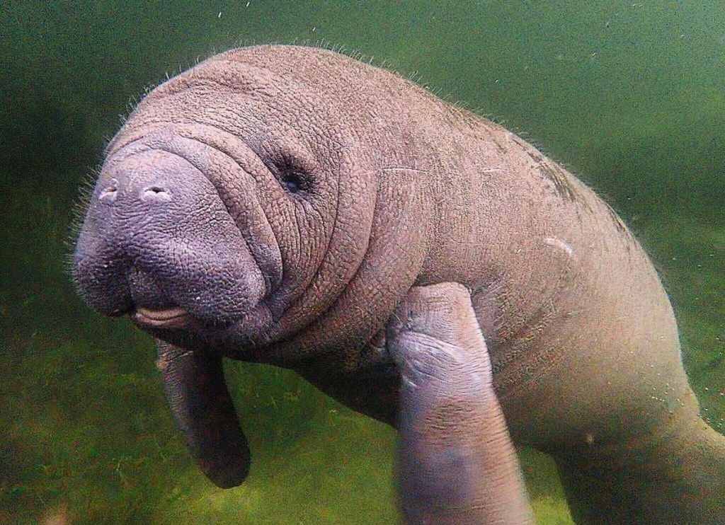 Crystal River & King’s&nbsp;Bay